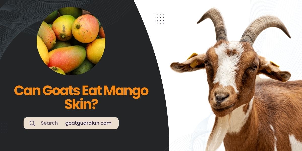 Can Goats Eat Mango Skin