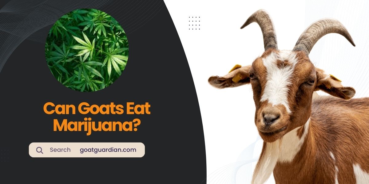 Can Goats Eat Marijuana
