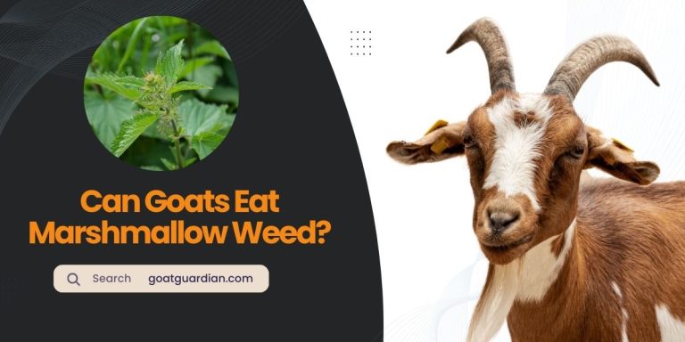 Can Goats Eat Marshmallow Weed? (Good or Bad)