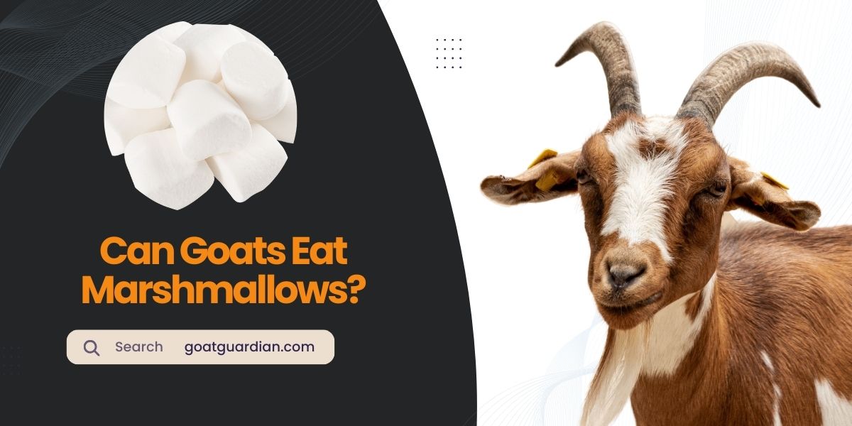 Can Goats Eat Marshmallows