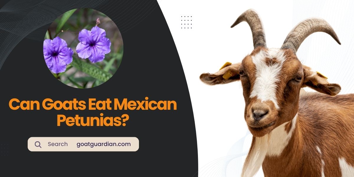 Can Goats Eat Mexican Petunias