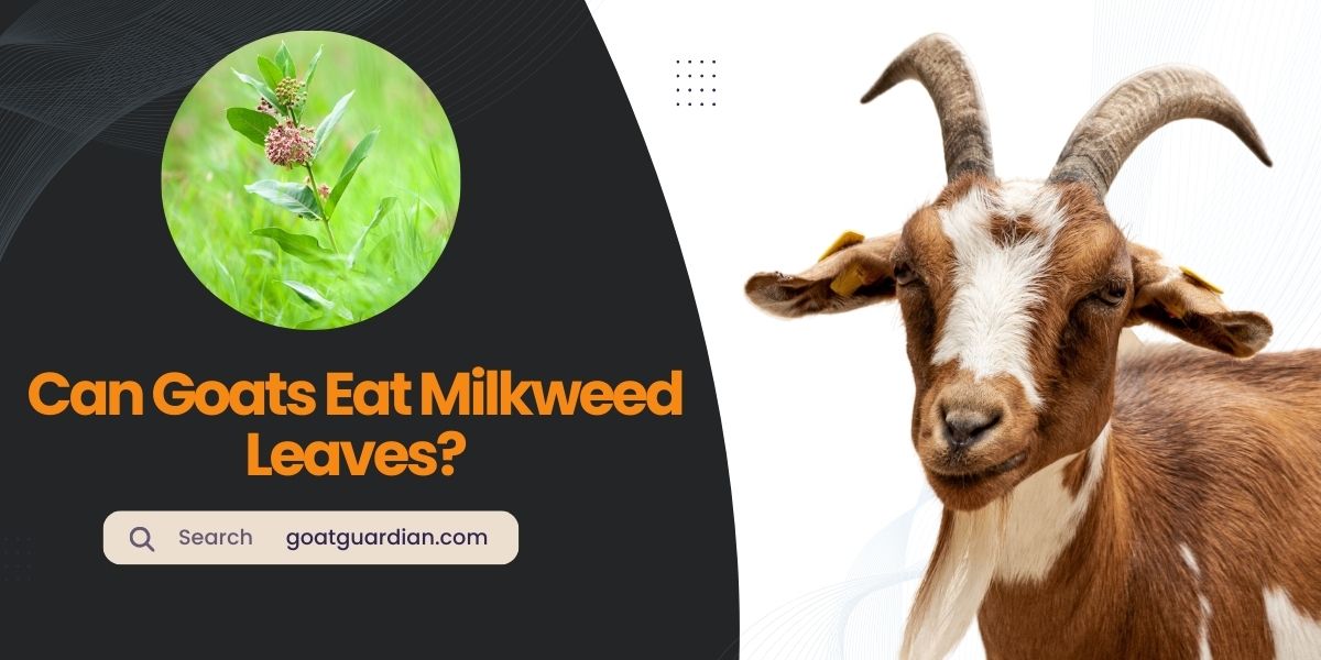 Can Goats Eat Milkweed Leaves