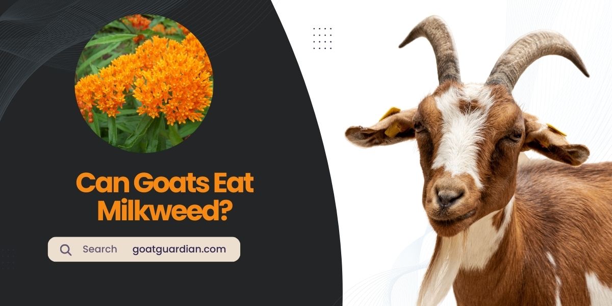 Can Goats Eat Milkweed