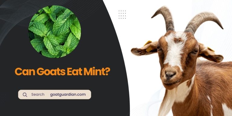 Can Goats Eat Mint? (Beneficial or Risky)