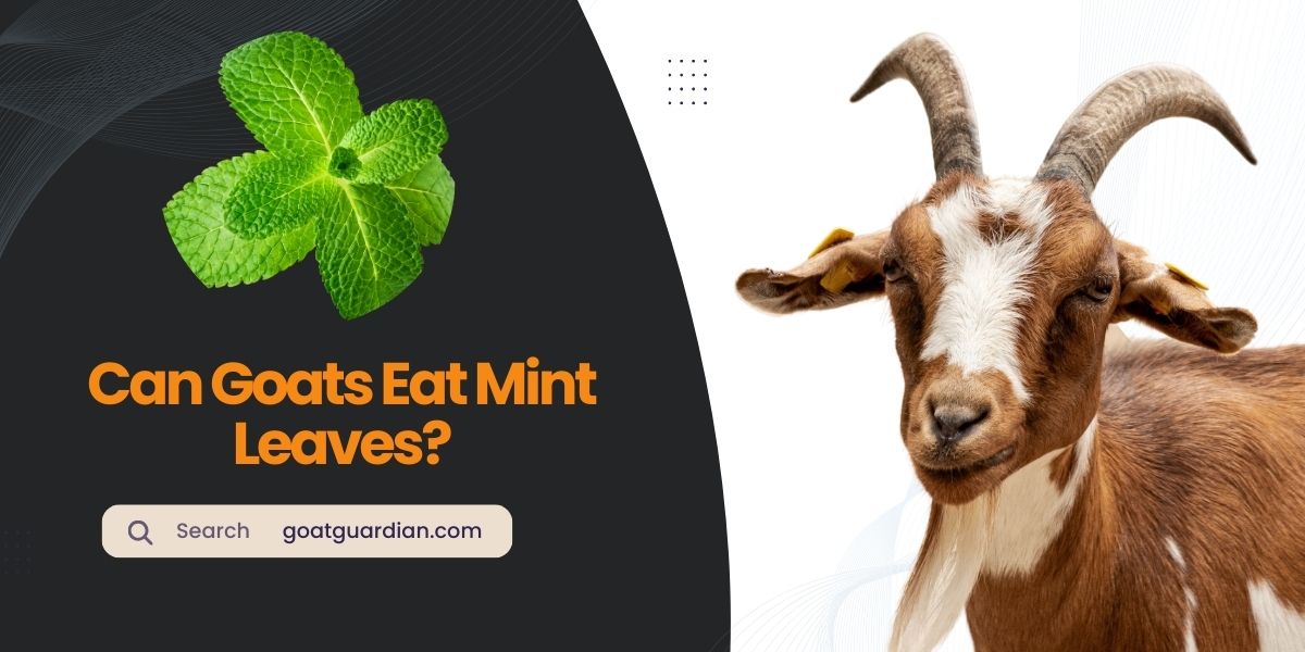 Can Goats Eat Mint Leaves