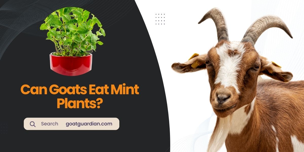 Can Goats Eat Mint Plants