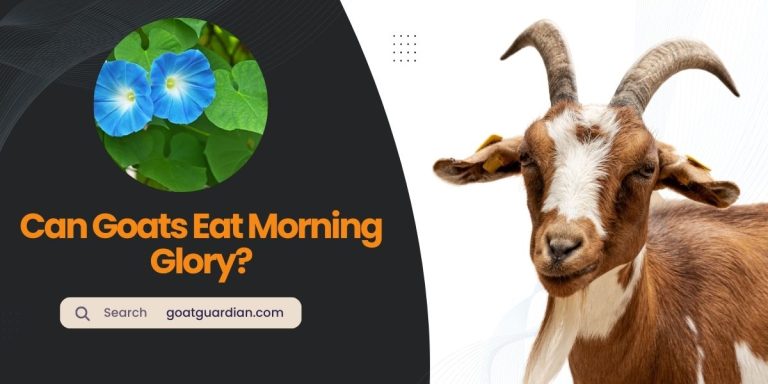 Can Goats Eat Morning Glory? (Must Read)