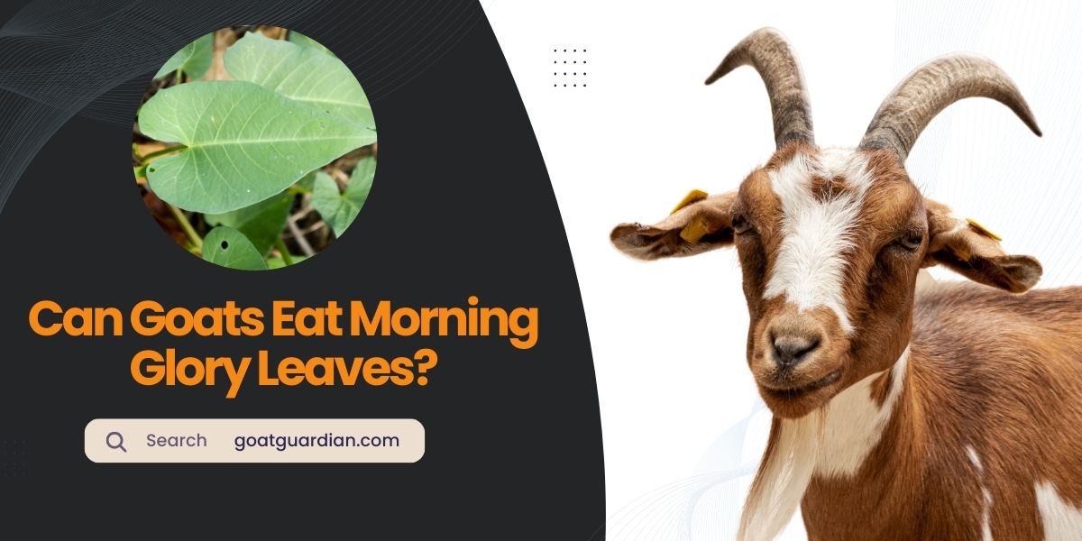 Can Goats Eat Morning Glory Leaves