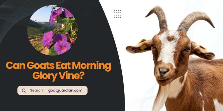 Can Goats Eat Morning Glory Vine? (Yes or No)