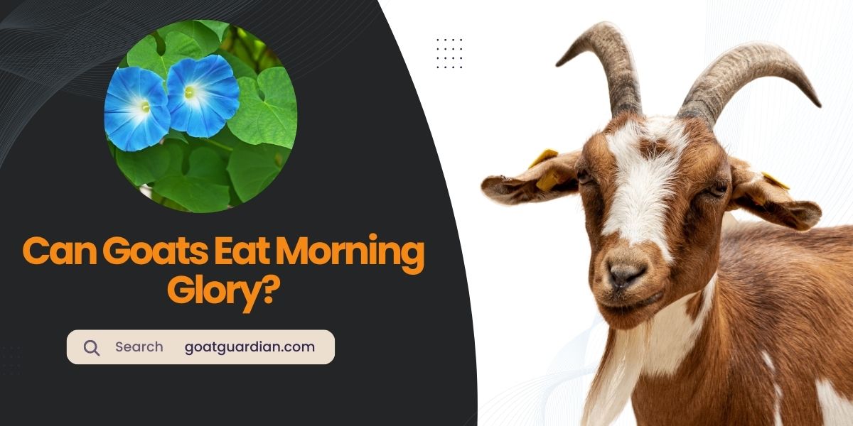 Can Goats Eat Morning Glory