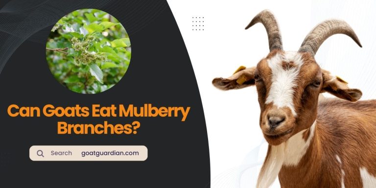 Can Goats Eat Mulberry Branches? (with Benefits)