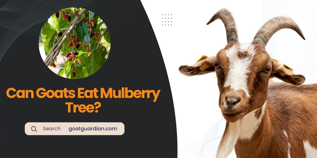 Can Goats Eat Mulberry Tree