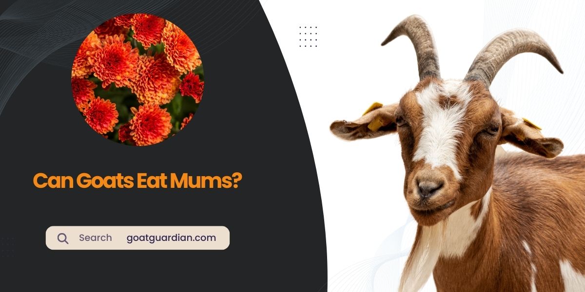 Can Goats Eat Mums