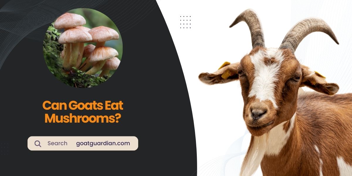 Can Goats Eat Mushrooms