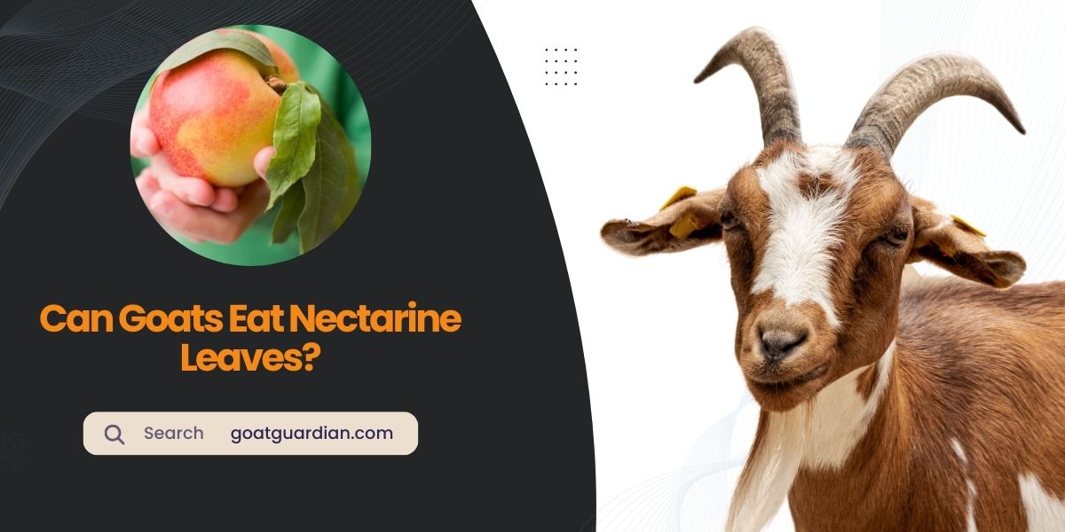 Can Goats Eat Nectarine Leaves