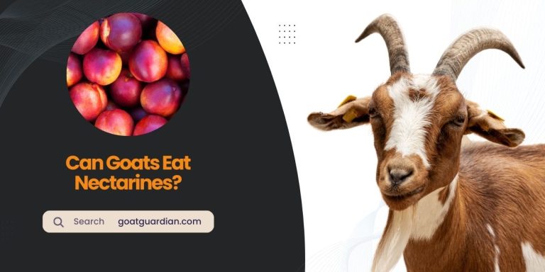 Can Goats Eat Nectarines? (with Alternatives)