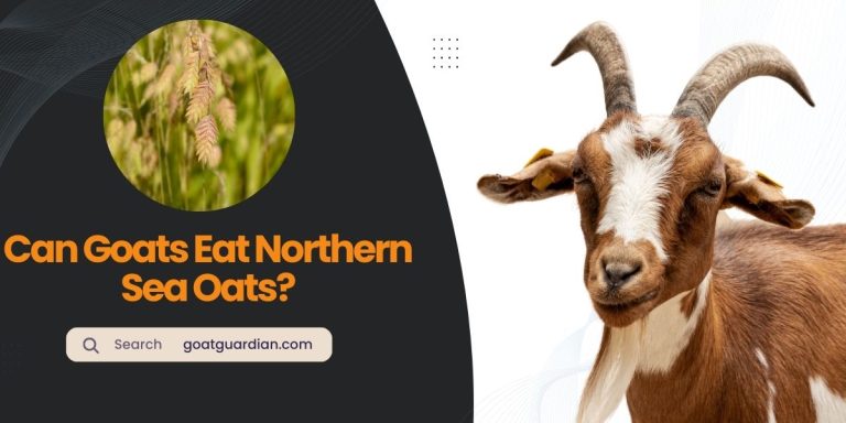 Can Goats Eat Northern Sea Oats? (GOOD or BAD)