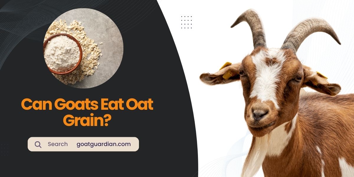 Can Goats Eat Oat Grain