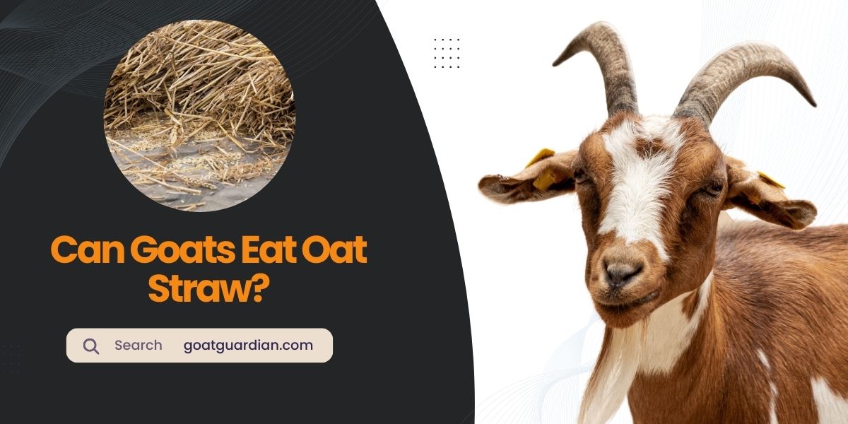 Can Goats Eat Oat Straw