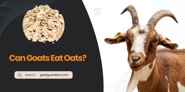 Can Goats Eat Oats? (Read Before Feeding)