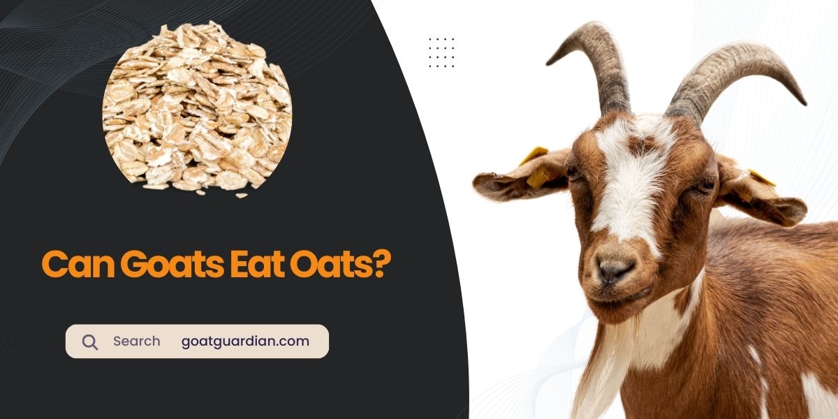 Can Goats Eat Oats