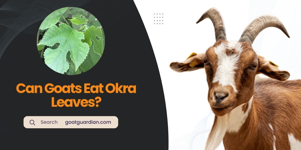 Can Goats Eat Okra Leaves