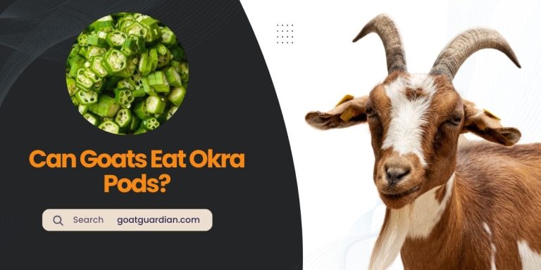 Can Goats Eat Okra Pods? (Nutritional Benefits)