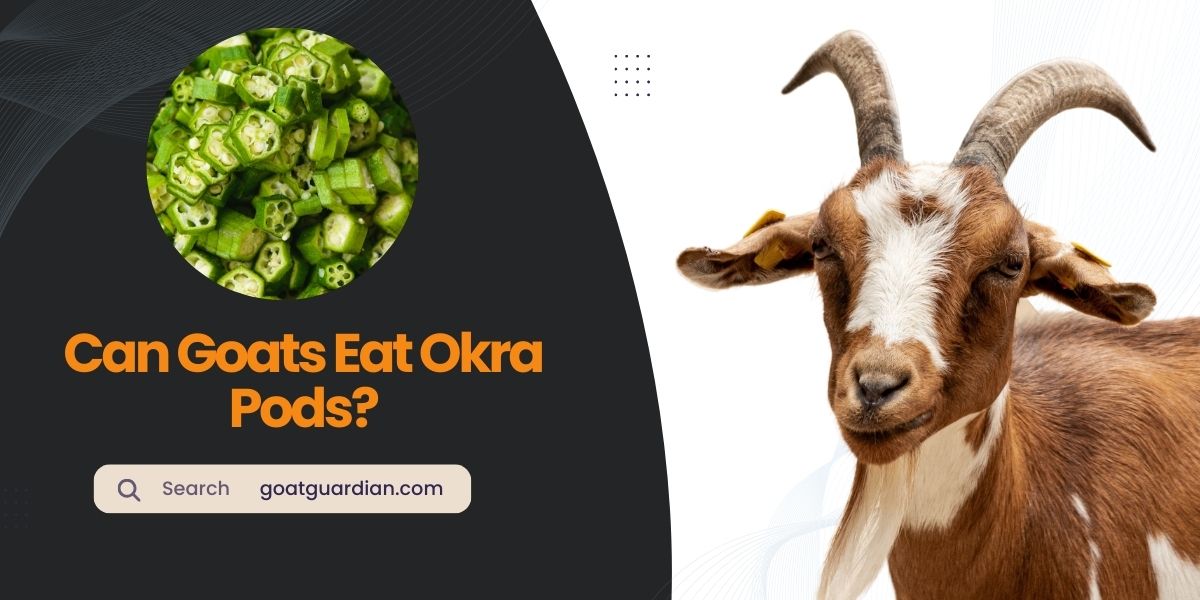 Can Goats Eat Okra Pods