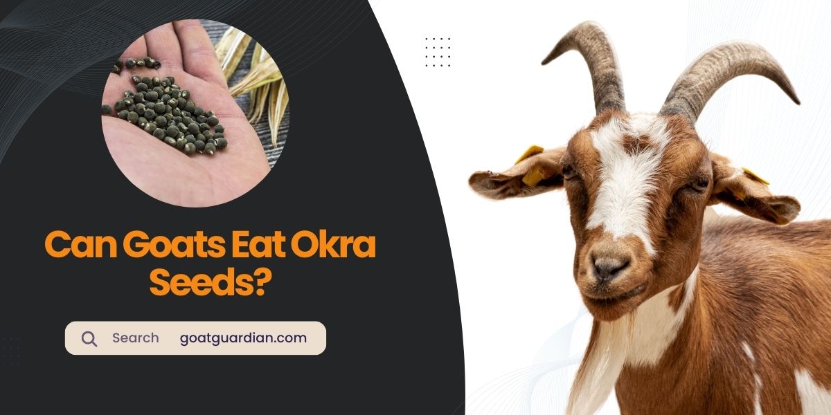 Can Goats Eat Okra Seeds