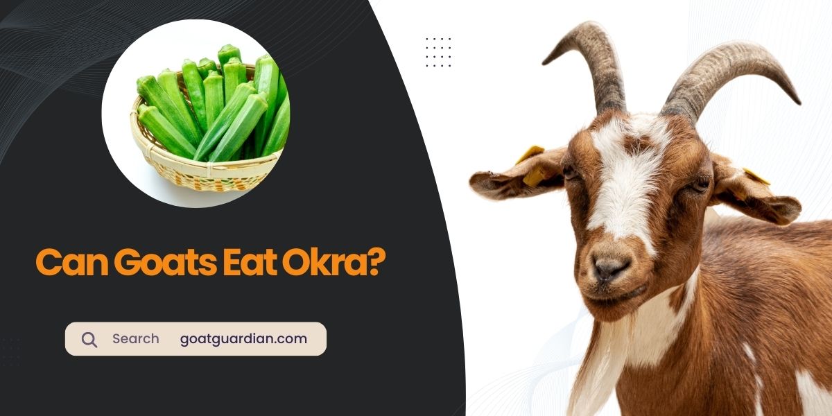Can Goats Eat Okra