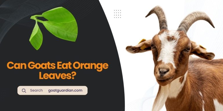 Can Goats Eat Orange Leaves? (Dos & Don’ts)