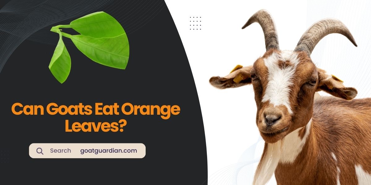 Can Goats Eat Orange Leaves