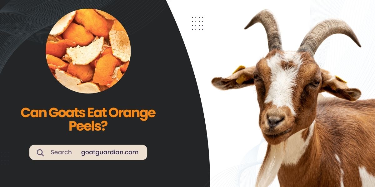 Can Goats Eat Orange Peels
