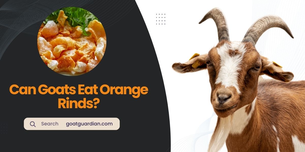 Can Goats Eat Orange Rinds