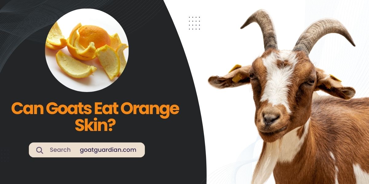 Can Goats Eat Orange Skin