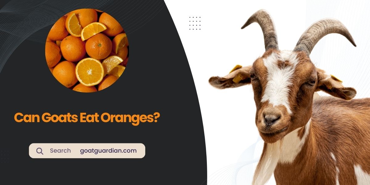 Can Goats Eat Oranges