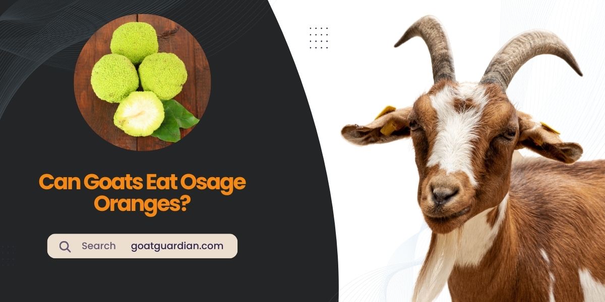 Can Goats Eat Osage Oranges