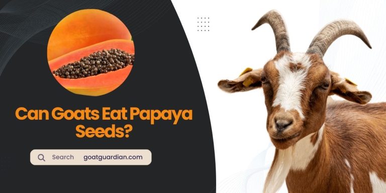 Can Goats Eat Papaya Seeds? (Ways to Feed)