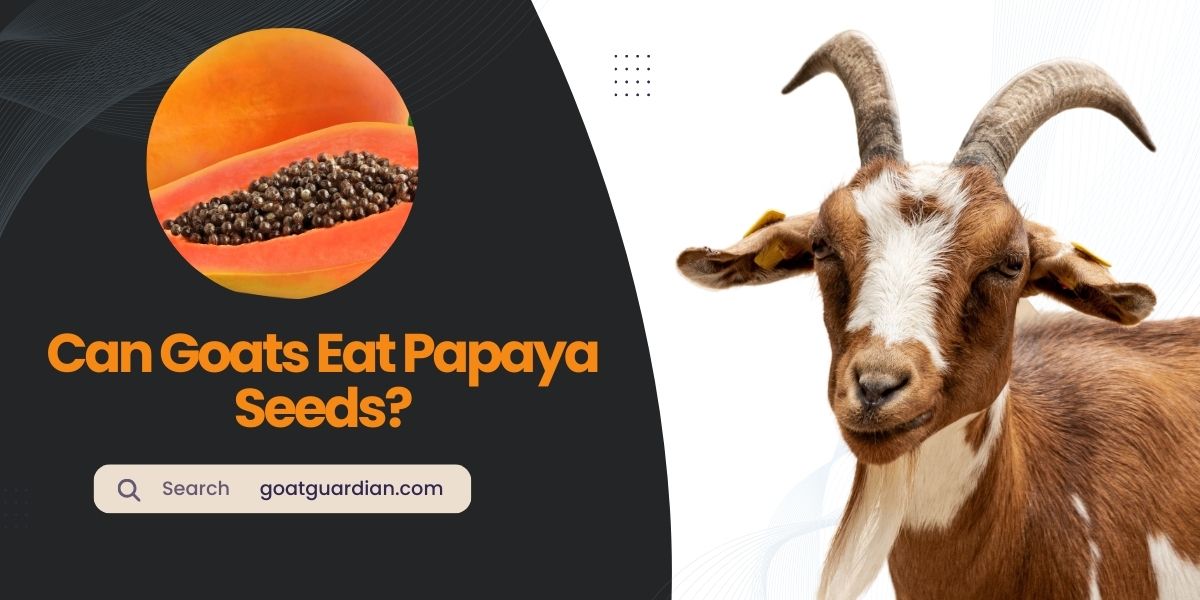 Can Goats Eat Papaya Seeds