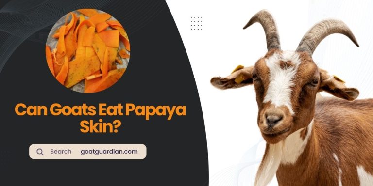 Can Goats Eat Papaya Skin? (with Benefits)