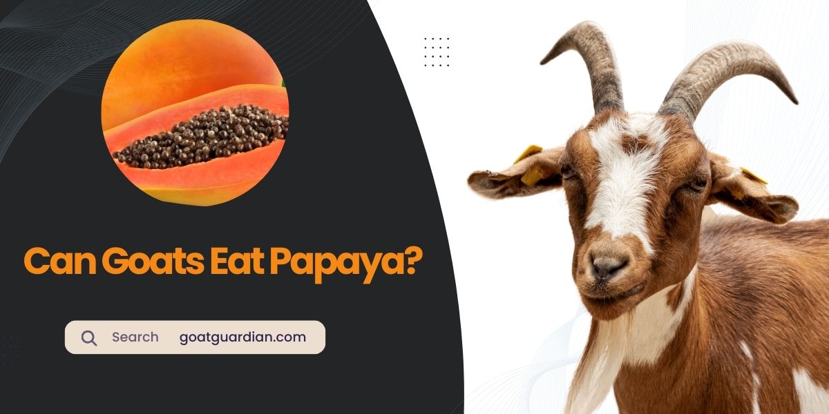 Can Goats Eat Papaya