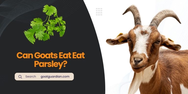 Can Goats Eat Parsley? (Dos and Don’ts)