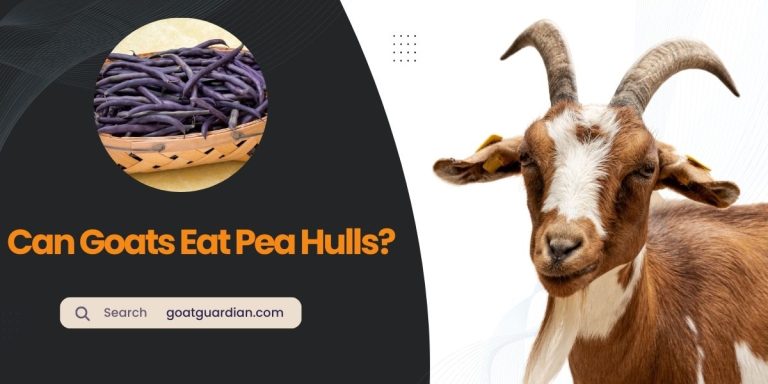 Can Goats Eat Pea Hulls? (GOOD or BAD)