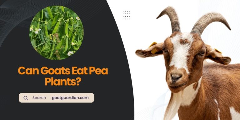 Can Goats Eat Pea Plants? (Safe and Nutritious Options)