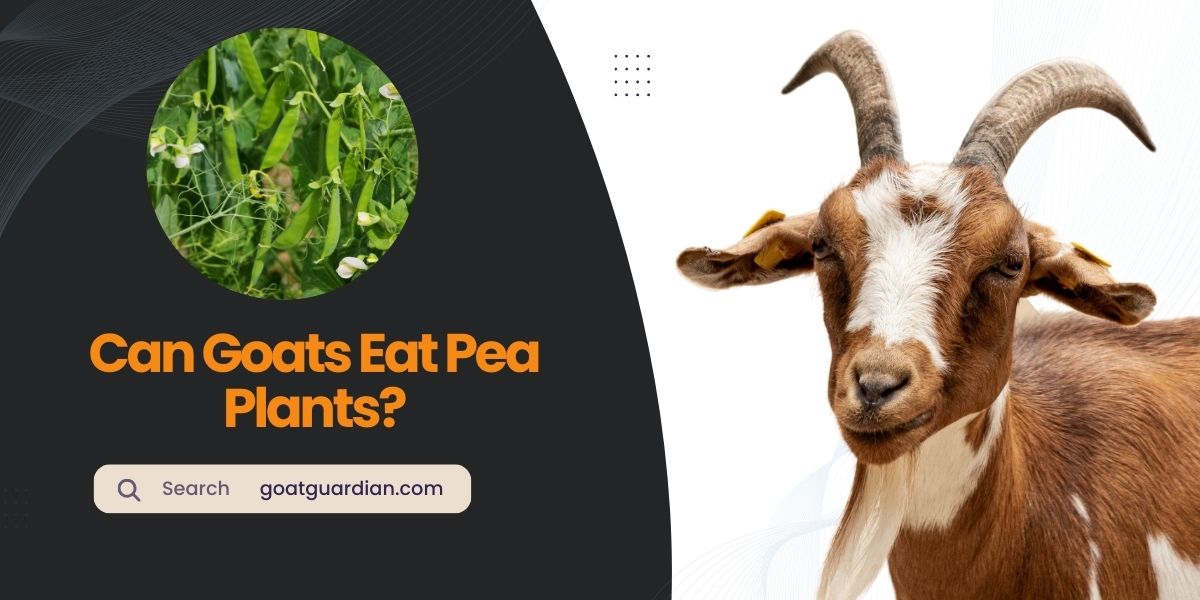 Can Goats Eat Pea Plants