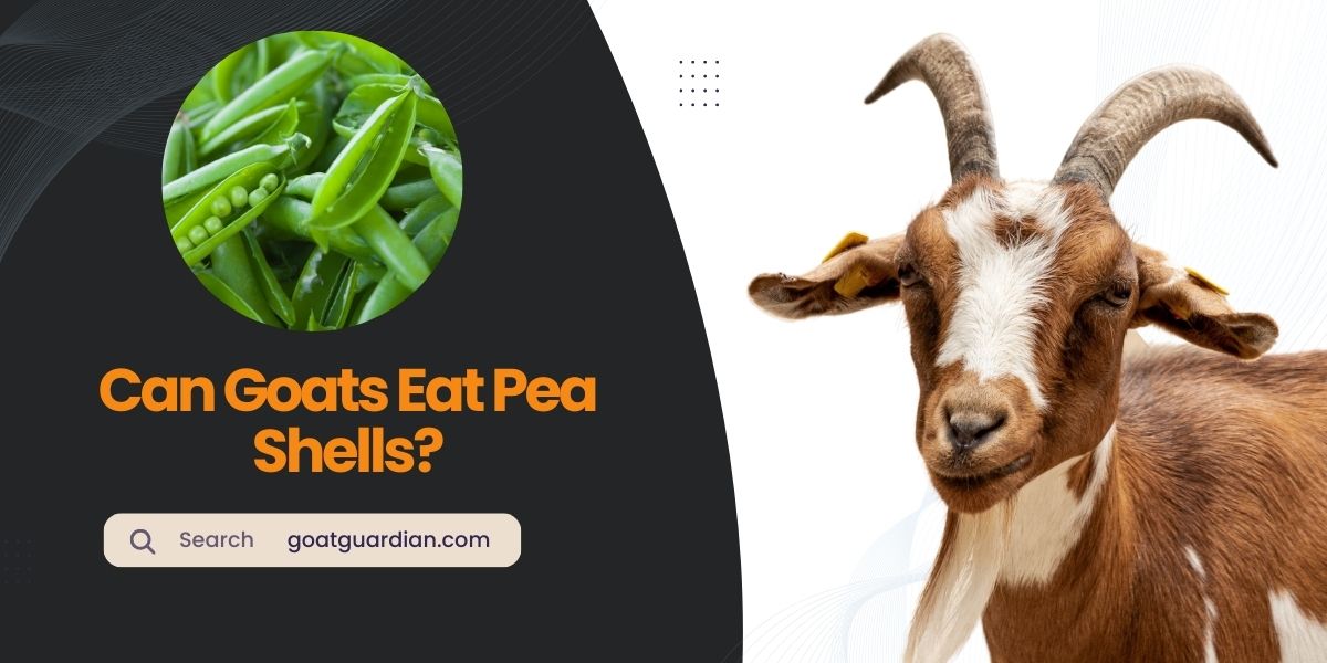 Can Goats Eat Pea Shells