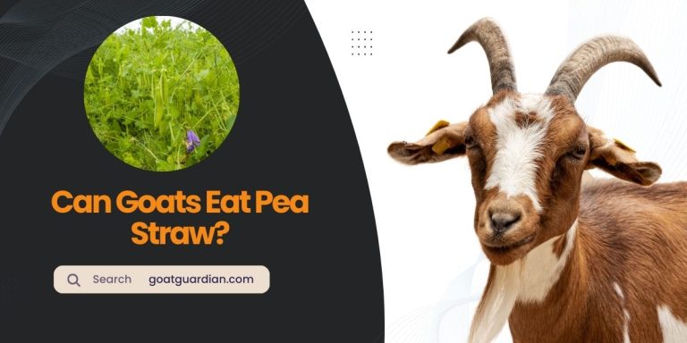 Can Goats Eat Pea Straw? (Guide for Goat Owners)