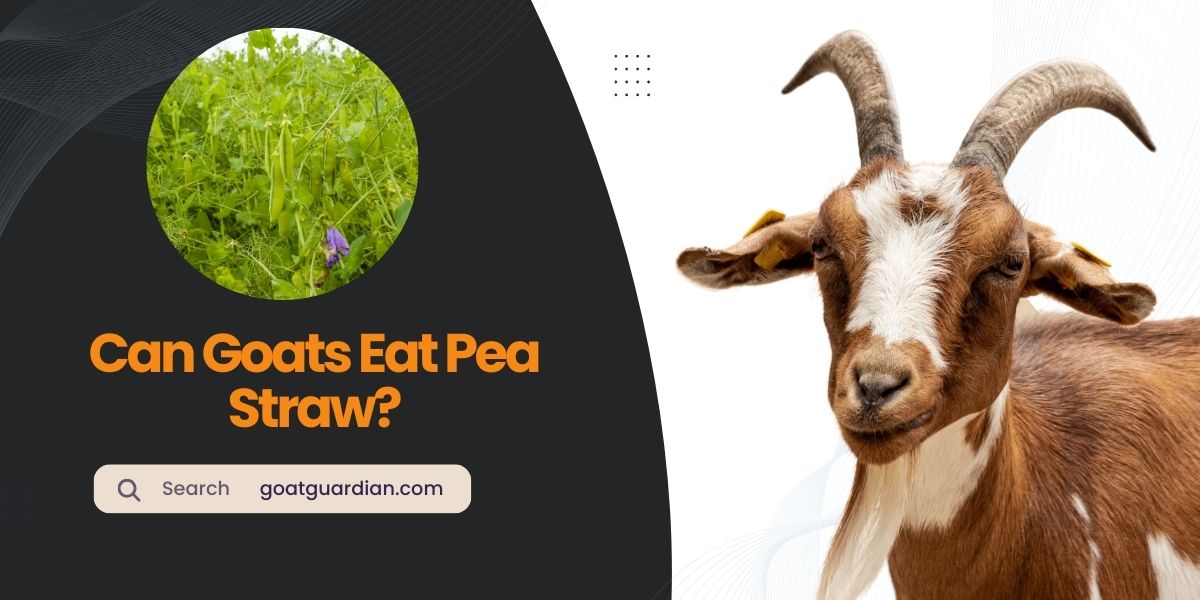 Can Goats Eat Pea Straw