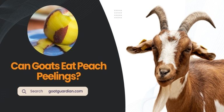 Can Goats Eat Peach Peelings? (Benefits and Risks)
