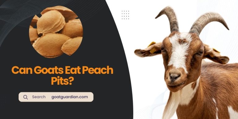 Can Goats Eat Peach Pits? (Expert Advice)